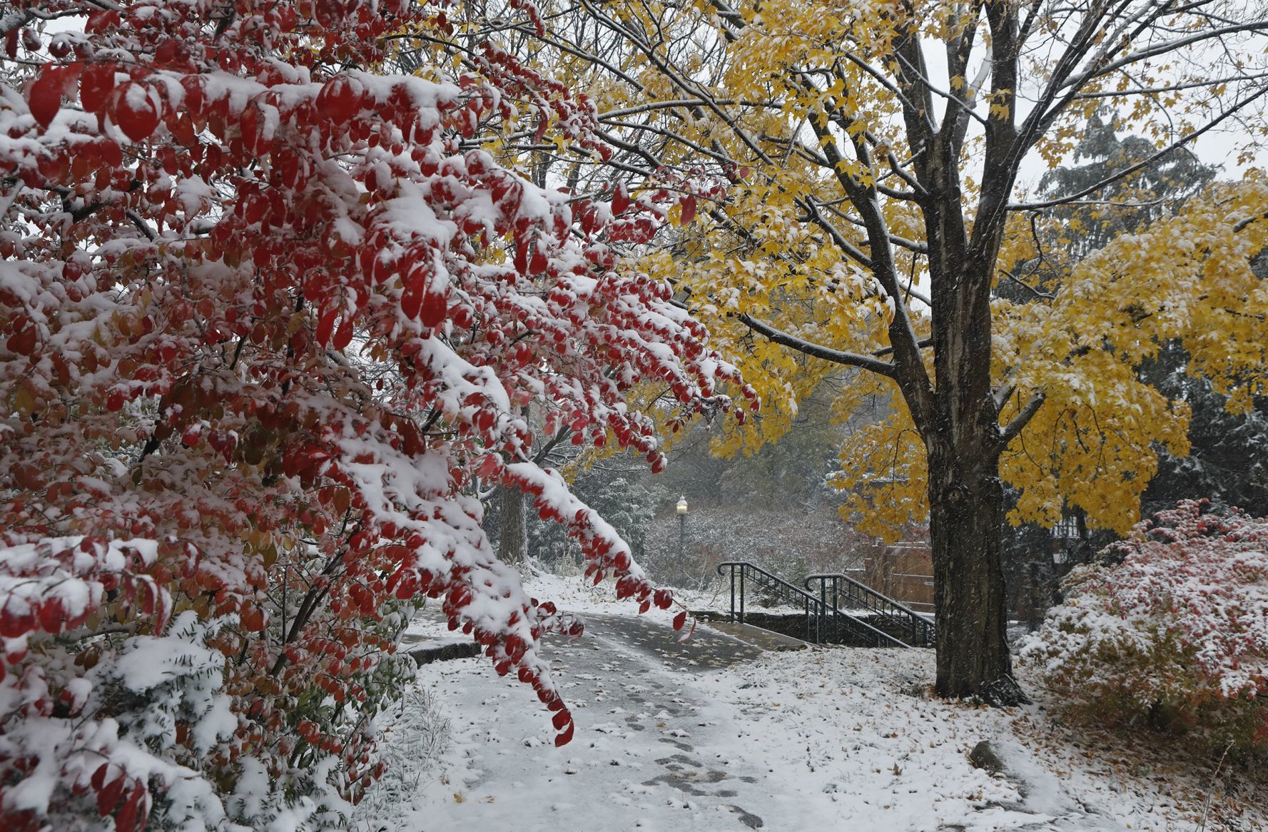 First snow covers the Zoo